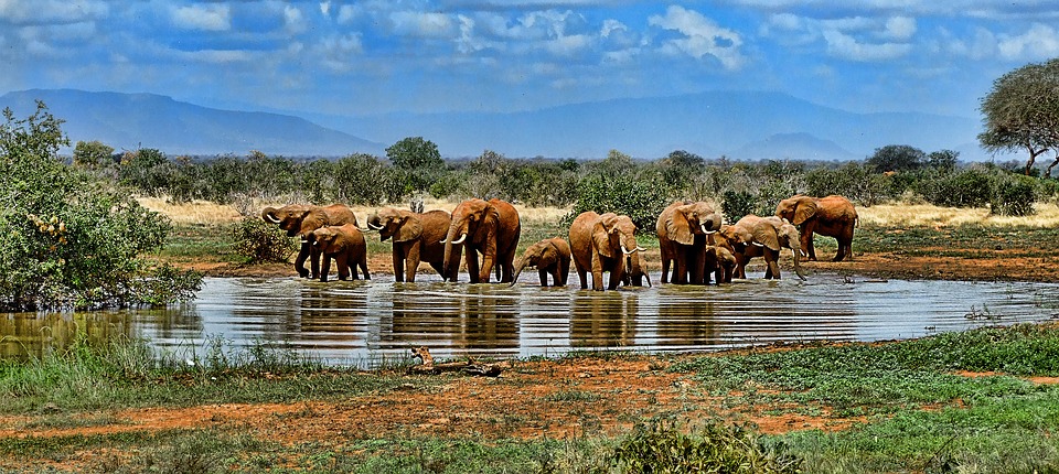 Elefanter der bader i Sydafrika 