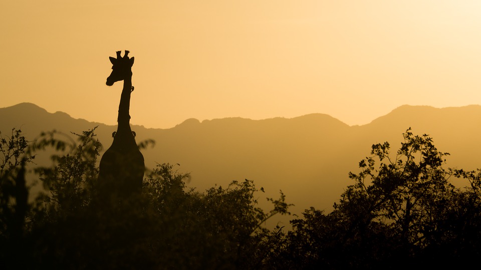 Giraf i solnedgang